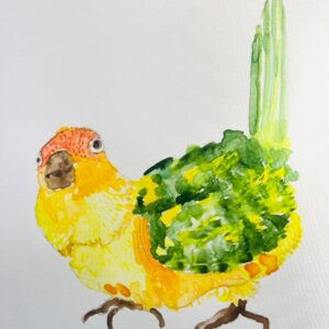 Sun Conure