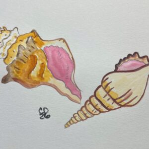 Sea shells